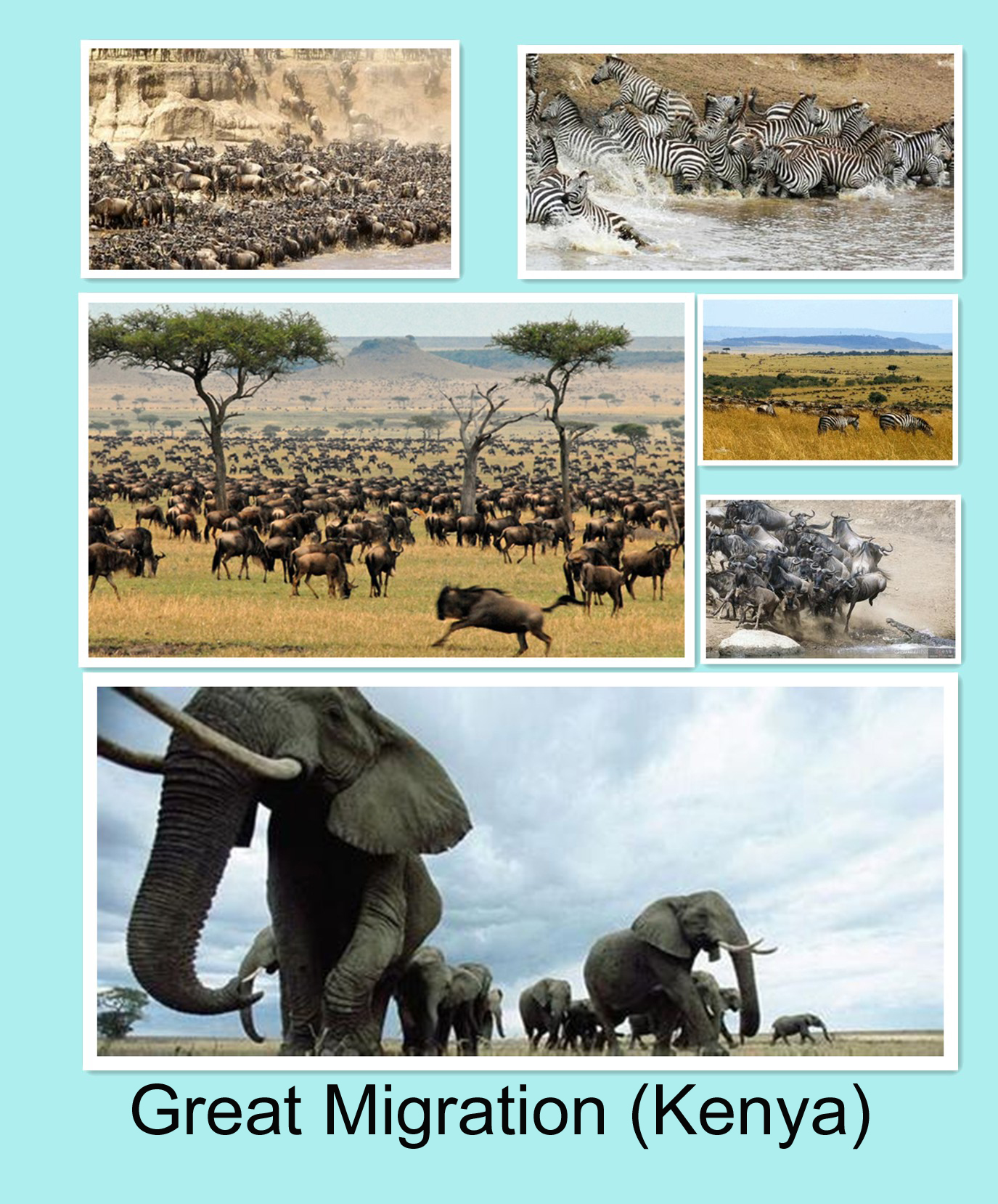 great-migration-kenya-2.jpg